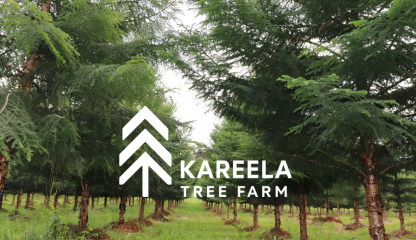Kareela Tree Farm – Cultivating a 450-Year Legacy